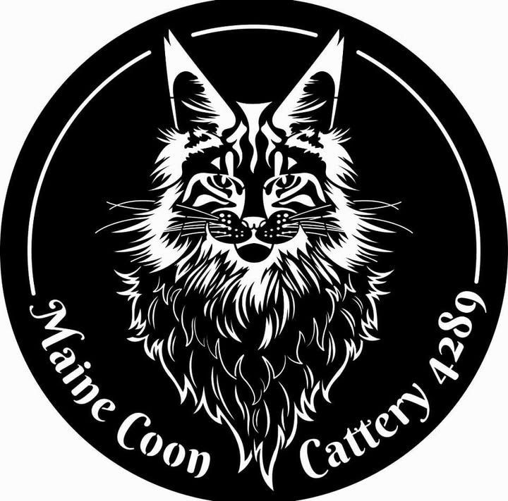 ฟาร์มแมวเมนคูน Mainecoon 4289 | Pattaya