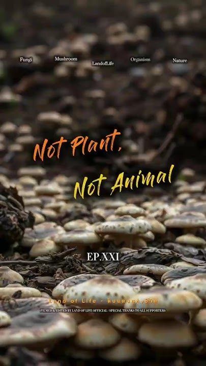 อึ้งเลย! เชื้อราซ่อนพลังอะไรไว้บ้าง? 😱 #เปิดโลกสิ่งมีชีวิต