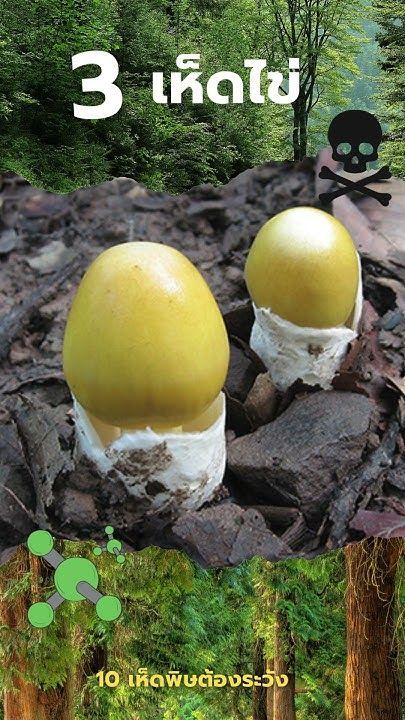 10 #เห็ดพิษ ต้องระวัง กินแล้วอาจถึงตาย