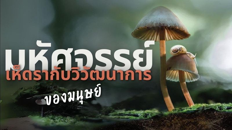 7 มหัศจรรย์เห็ดรา