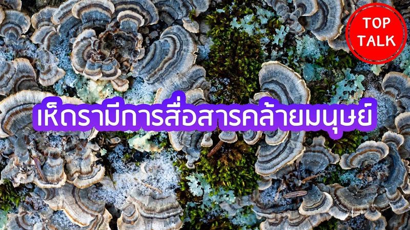 นักวิจัยค้นพบว่า”เห็ดรา”มีการสื่อสารที่คล้ายกับมนุษย์ - TopTalk
