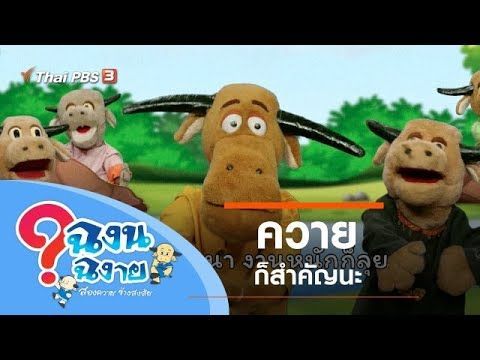 ควายก็สำคัญนะ : ฉงน ฉงาย สองควายช่างสงสัย (2 เม.ย. 63)