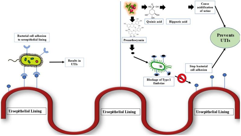 Frontiers | Cranberry-derived bioactives for the prevention and treatment of urinary tract infections: antimicrobial mechanisms and global research trends in nutraceutical applications