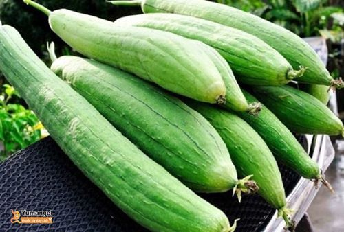 Đau dạ dày có nên ăn mướp hương không? - Yumangel