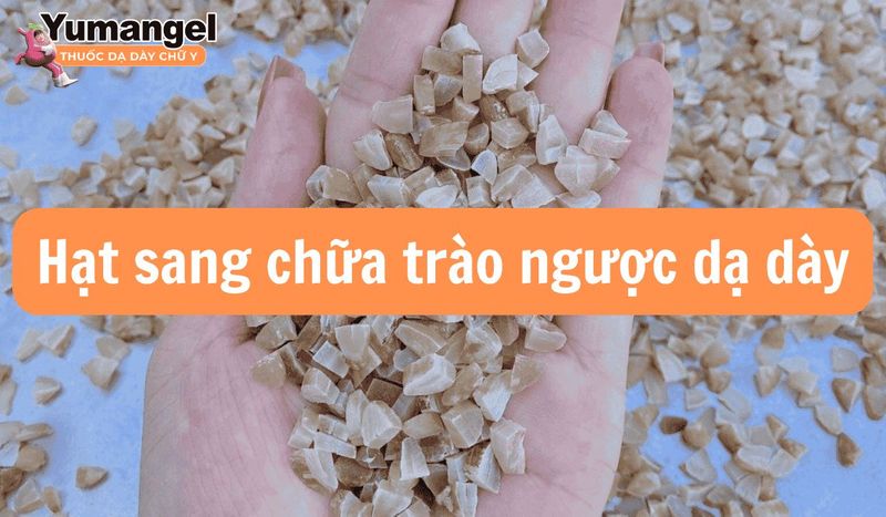 Hạt sang chữa trào ngược dạ dày có thực sự hiệu quả không?