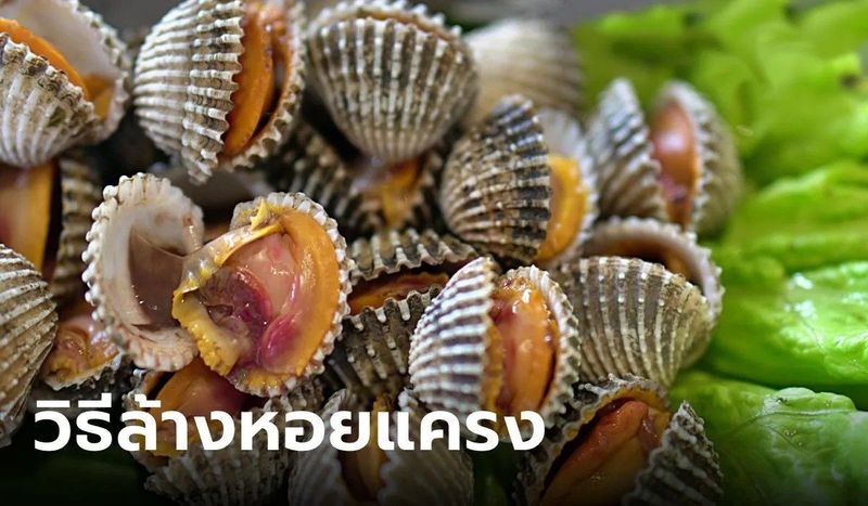 ล้างหอยแครงอย่างไรให้ไร้ทราย คายดินออกมาจนเกลี้ยง!