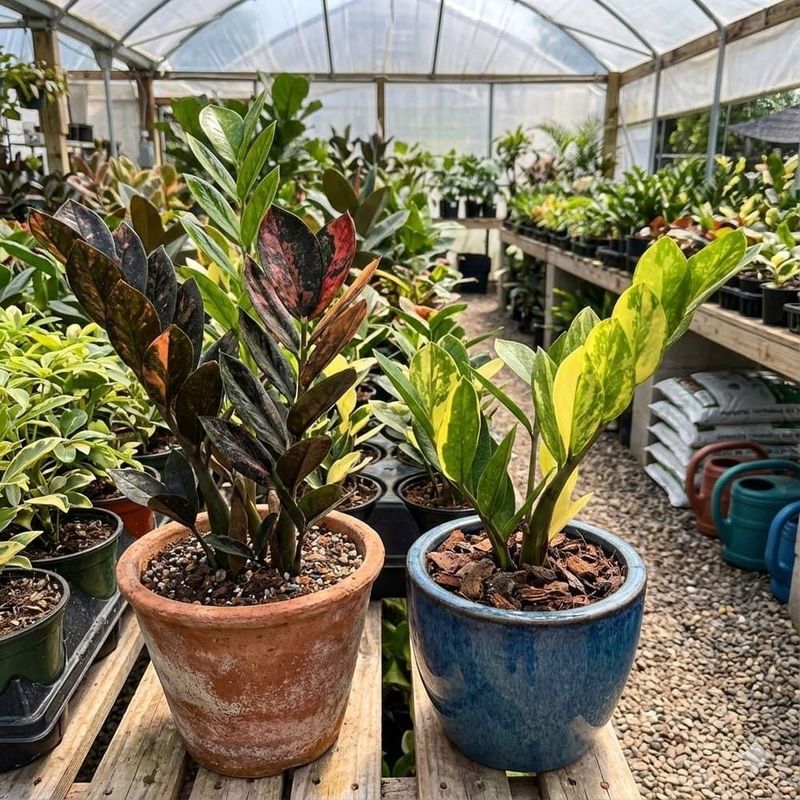 กวักมรกต