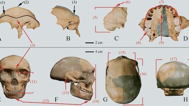 [Enve Engi] มนุษย์ฮัวหลงตง ประเทศจีนเมื่อ 3 แสนปีก่อน มีความคล้ายคลึงมนุษย์ยุคปัจจุบัน
มนุษย์ฮัวหลงตง ประเทศจีน เมื่อ 3 แสนปีก่อน เริ่มวิวัฒนาการ
มาเป็นโฮโมเซเปียนส์ หรือ มนุษย์ยุคปัจจุบัน โดยมีความคล้ายคลึงกับมน