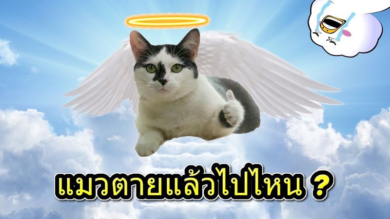 แมวตายแล้วไปไหน ?