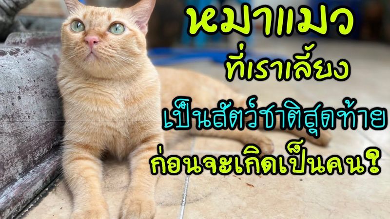 แมว หมาที่เราเลี้ยงดู เป็นสัตว์ชาติสุดท้ายก่อนจะเกิดเป็นคน?