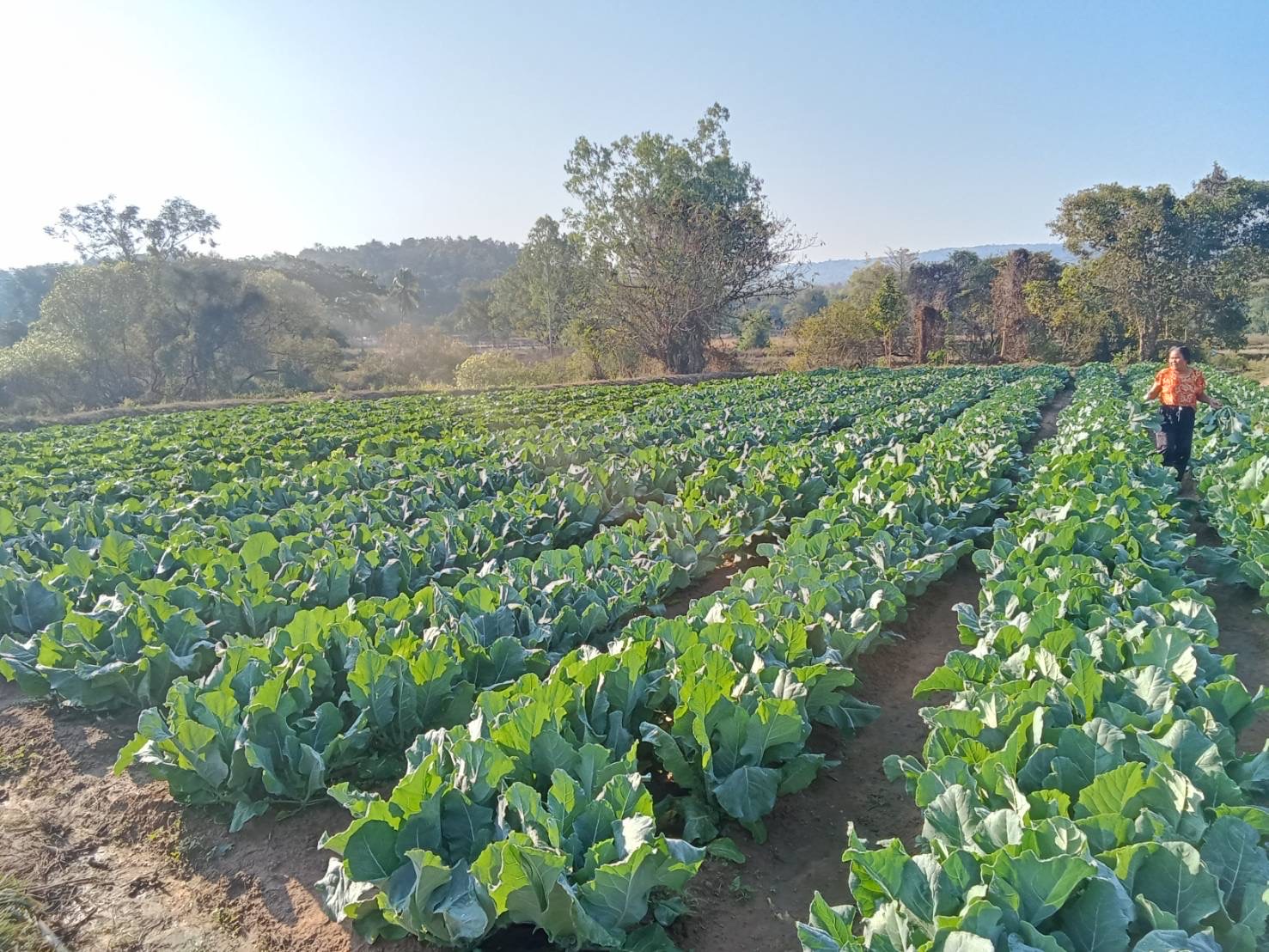 อย่าเพิ่งกล่าวหาสินค้าชุมชนว่า “ล้นตลาด” ถ้ายังไม่ได้วางแผนโลจิสติกส์และสร้างผู้ประกอบการ