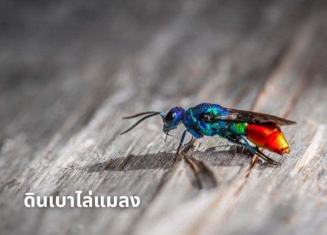 เทคนิคการใช้ ”ดินเบา” กำจัดศัตรูพืชในสวน แบบฉบับเกษตรอินทรีย์