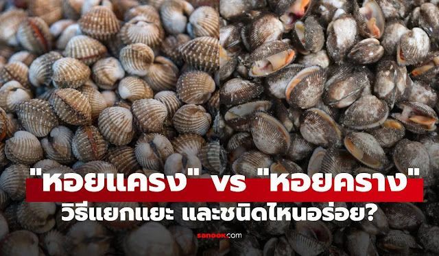 หอยแครง vs หอยคราง เลือกแบบไหนอร่อยและคุ้มค่ากว่ากัน?