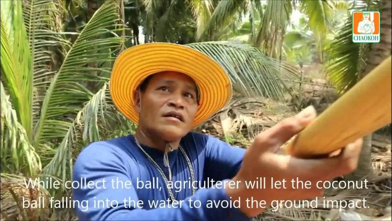 TCC : How to collect coconut ball in Thailand - วิธีการเก็บมะพร้าวในประเทศไทย