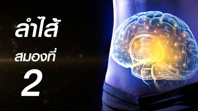 รู้จักระบบลำไส้ สมองที่ 2 ของร่างกาย เอินเวย์ การแพทย์จีนสมัยใหม่ช่วยให้คุณมีสุขภาพดีทุกวัน