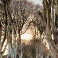 The Dark Hedges