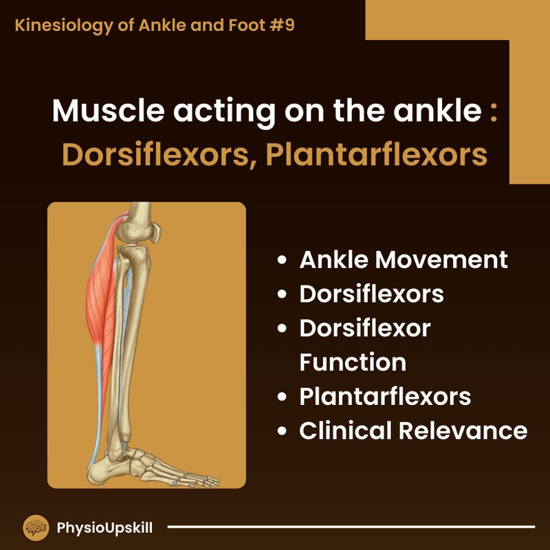[Physioupskill] ## Episode149: Kinesiology of Ankle and Foot #9 Muscle ...