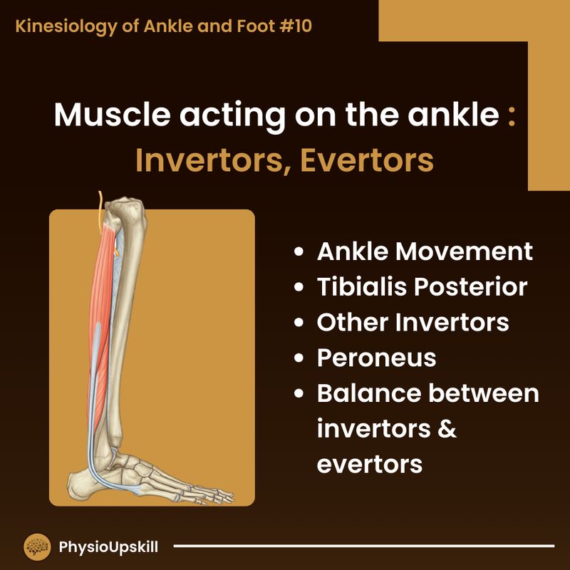 [Physioupskill] ## Episode150: Kinesiology of Ankle and Foot #10 Muscle ...