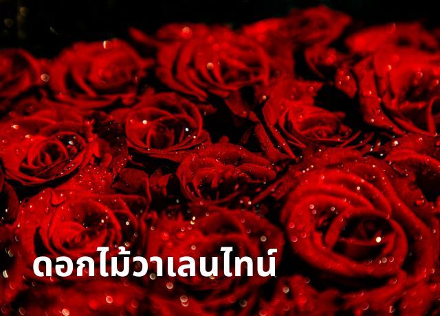 มากกว่าแค่กุหลาบ: ความหมายดอกไม้วาเลนไทน์ที่น่าสนใจ