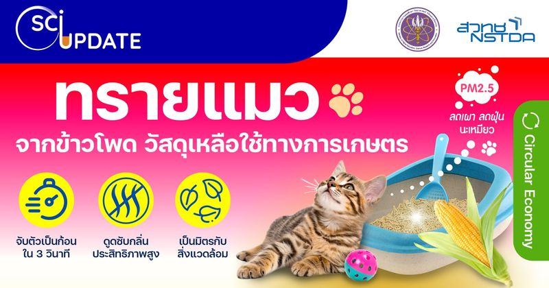 เหมียวฟิน ! “ทรายแมวจากข้าวโพด วัสดุเหลือใช้ทางการเกษตร” จับตัวเป็นก้อนใน 3 วินาที แห้งไว ไร้กลิ่น แมวกลบง่าย ทาสสบายใจ - NSTDA