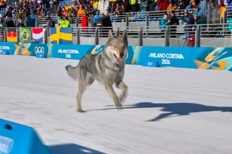 Loose dog makes Olympic cameo on the cross-country ski course at the Milan Cortina Games