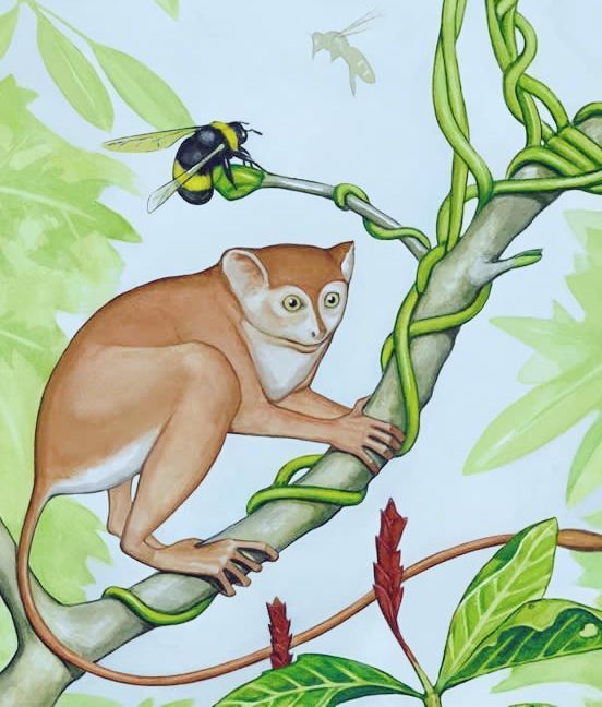 [วศ. นฤพนธ์ เพ็งอ้น] ลิงอะคิลลีส​ 55​ ล้าน​ปี​ ณ​หมู่บ้านหลงหวางจิง เมืองหวังเจียเฉียว เมืองซงจื่อ มณฑลหูเป่ย​ ประเทศ​จีน
ชาวจีน​ Ni Xijunได้ค้นพบฟอสซิลไพรเมต​ โครงกระดูกลิงอะคิลลิส​ณ​ หมู่บ้านหลงหวางจิง เมืองหวังเจียเฉีย