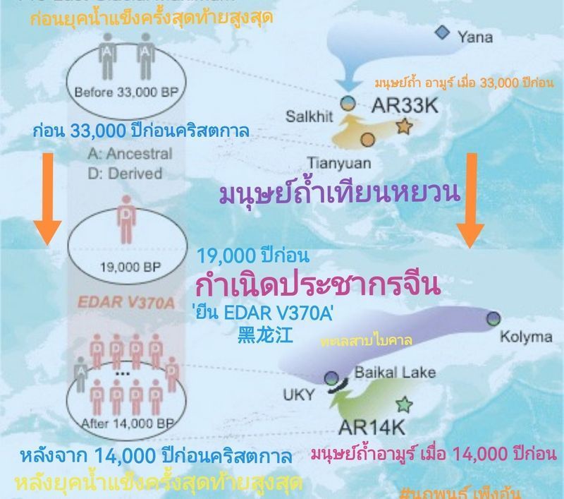 [วศ. นฤพนธ์ เพ็งอ้น] คนจีนมียีน EDAR​(V370A) เมื่อ​ 19,000​ ปี​ ณ​ แม่น้ำอามูร์​ สู่มนุษย์​บ้านชานตง​ 9,000​ ปี​ก่อน
มนุษย์ถ้ำเทียนหยวน (Tianyuan Man) แหล่งโบราณคดีโจวโข่วเตี้ยน (Zhoukoudian) ทางตะวันตกเฉียงใต้ของกรุงปั