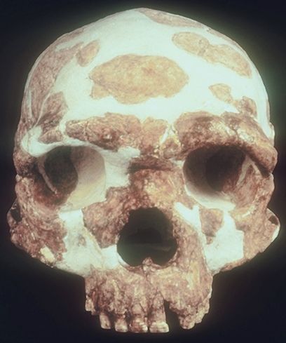 [วศ. นฤพนธ์ เพ็งอ้น] มนุษย์สมัยใหม่​ยุคแรก​ จินหนิวซาน​ จีน​ อายุ​ 280,000​ ปี​ อาจเป็น​บรรพบุรุษ​มนุษย์​สมัยใหม่​
มนุษย์​สตรีจินหนิวซาน​ Jinniushan​ 260,000 - 280,000​ ปีก่อน​ มีลักษณะของ ฟันหน้าที่มีรูปร่างคล้ายพลั่วขนา