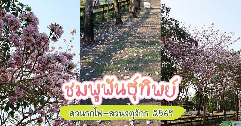 ชมพูพันธุ์ทิพย์ 2569 สวนรถไฟ-สวนจตุจักรหวาน ออกดอกให้ชมแล้ว