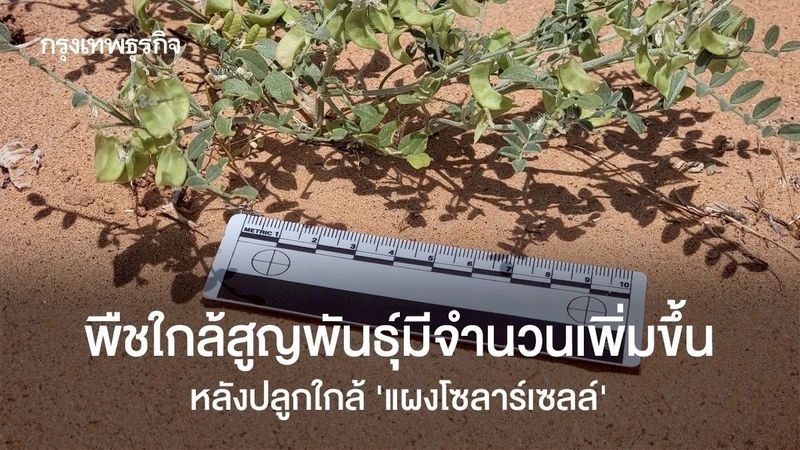 พืชใกล้สูญพันธุ์มีจำนวนเพิ่มขึ้น หลังปลูกใกล้ ‘แผงโซลาร์เซลล์’