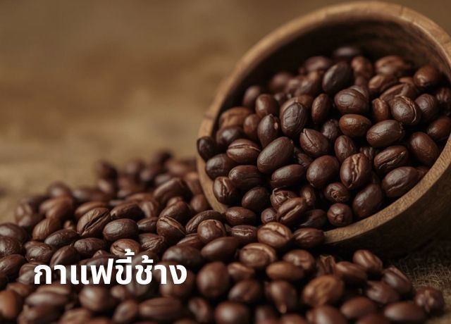 ทำไมกาแฟขี้ช้างไทยถึงดังไกลไปทั่วโลก