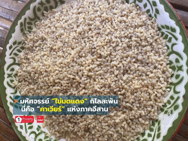 มหัศจรรย์ “ไข่มดแดง” กิโลละพัน นี่คือคาเวียร์อีสาน