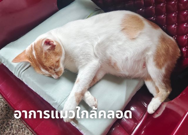 คู่มือมือใหม่ เตรียมรับมืออาการแมวใกล้คลอดและขั้นตอนการทำคลอดเบื้องต้น