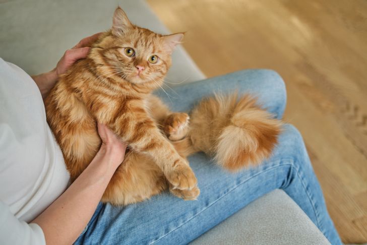 ไขข้อสงสัย แมวบอกรักยังไง? ความหมายเบื้องหลังการเอาหัวมาโหม่ง