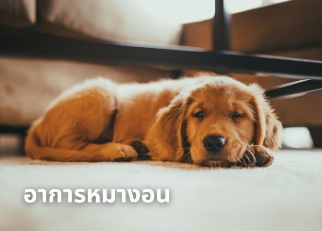 ทำไมเรียกแล้วไม่มา? เข้าใจพฤติกรรมหมางอน อาการแบบไหนที่เรียกว่าเรียกร้องความสนใจ