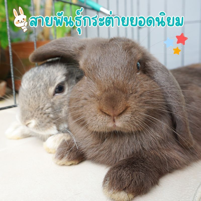 [Rabbitbellus Stories] 🐰 สายพันธุ์กระต่ายยอดนิยมในเมืองไทย 🐰
ทุกวันนี้ปฏิเสธไม่ได้เลยว่า คนส่วนใหญ่หันมานิยมเลี้ยงกระต่ายกันมากขึ้น โดยเฉพาะกระต่ายที่มีขนาดตัวเล็กและมีสีขนที่สวยงาม แต่ก่อนอื่นลองมาดูกันว่ากระต่ายแต่ละตัว