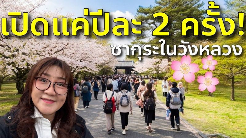 พาชมซากุระในพระราชวัง Imperial Palace โตเกียว เปิดให้เห็นแบบนี้!