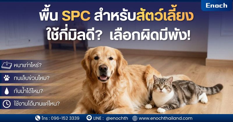 พื้น SPC สำหรับสัตว์เลี้ยง ใช้กี่มิลดี? เลือกผิดมีพัง! - กระเบื้อง SPC กระเบื้องคลิกล็อค เกรดพรีเมี่ยม Virgin 100% by Enoch