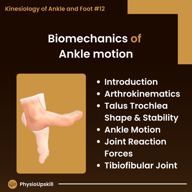 [Physioupskill] Episode 152: Kinesiology of Ankle and Foot #12 ...