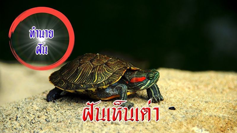 ฝันเห็นเต่า หมายความว่าอะไร? ทำนายฝันแม่นๆ พร้อมเลขเด็ด
