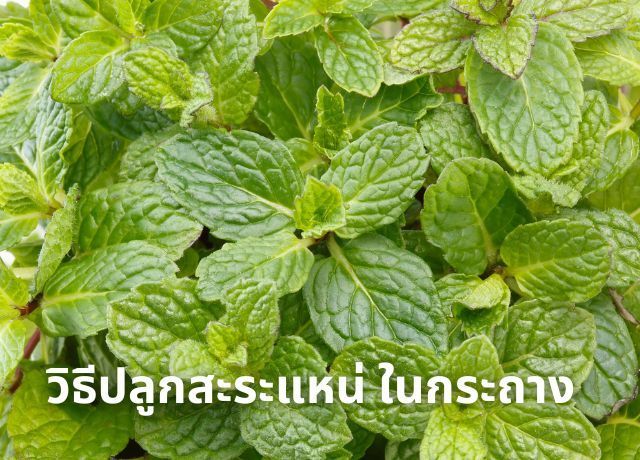 วิธีปลูกสะระแหน่ ในกระถาง ให้ใบดกใหญ่ เก็บกินได้นาน