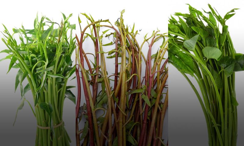 พลังแห่งสารอาหารใน ผักบุ้งไทย ผักบุ้งจีน ผักบุ้งนา