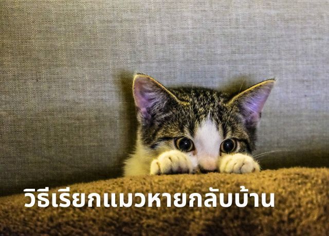 รวมวิธีเรียกแมวหายกลับบ้านตามความเชื่อโบราณและกุศโลบายไทย