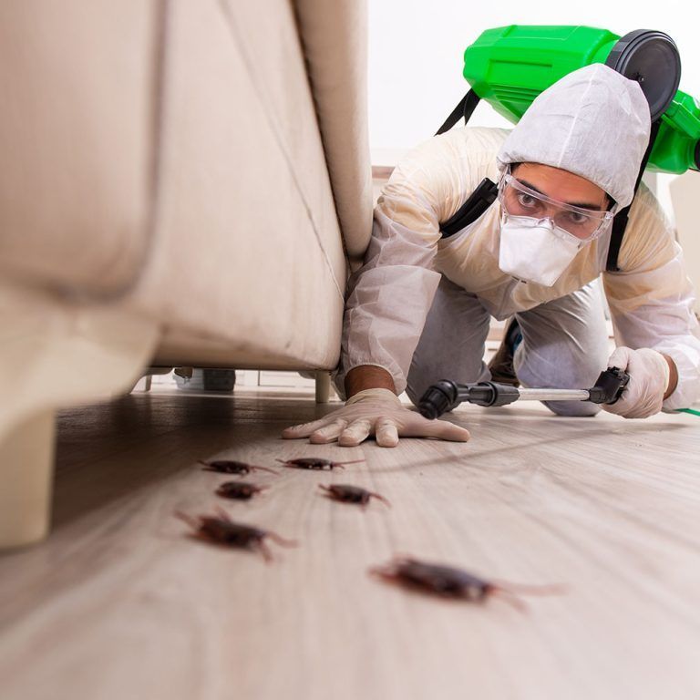 Best Cockroach Pest Control Dubai | Cockroach, Ant & Bed Bugs