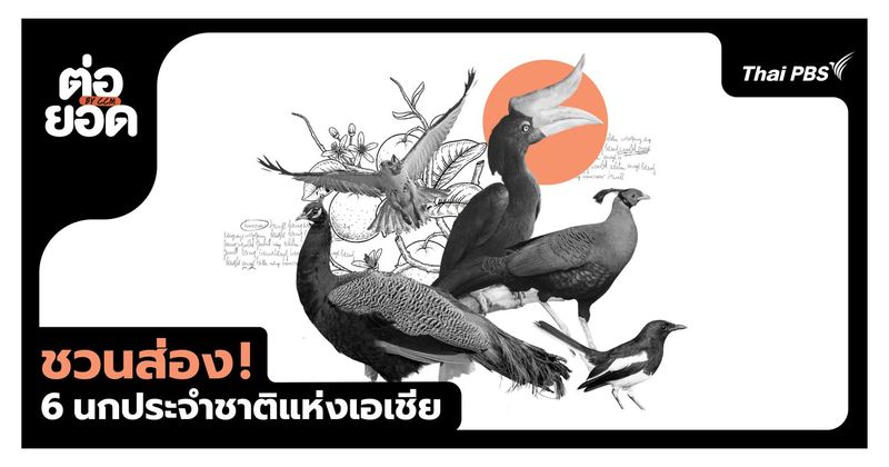 ชวนส่อง 6 นกประจำชาติแห่งเอเชีย อัตลักษณ์ล้ำค่าที่ซ่อนตัวในผืนป่า | Thai PBS NOW