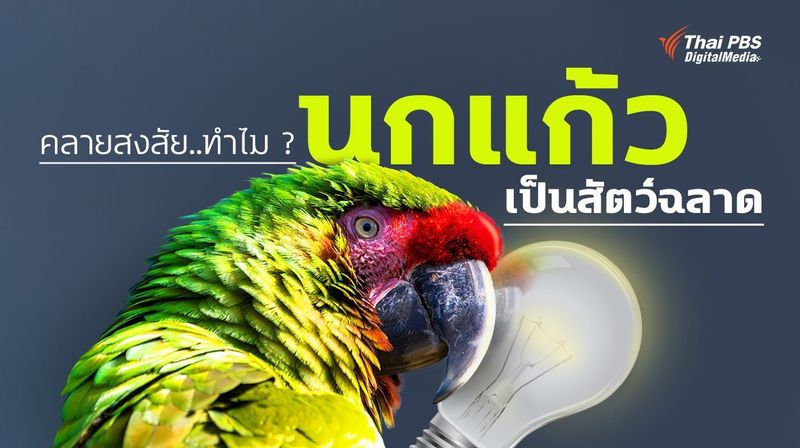คลายสงสัย..ทำไม ? “นกแก้ว” เป็นสัตว์ฉลาด | Thai PBS NOW