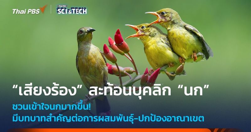 เข้าใจนกมากขึ้น! “เสียงร้อง” สะท้อนบุคลิก “นก” มีบทบาทสำคัญต่อการผสมพันธุ์ | Thai PBS NOW