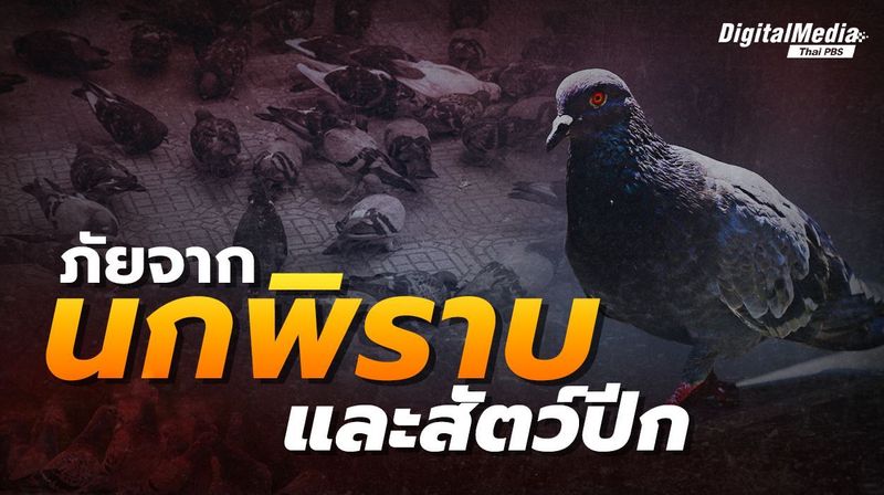 4 เรื่องควรรู้ ภัยร้ายจาก “นกพิราบ” เกิดได้อย่างไร ? | Thai PBS NOW