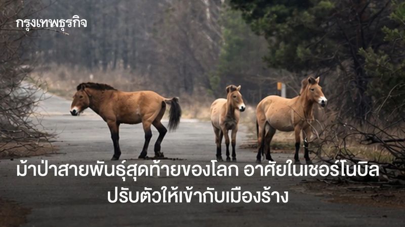 ม้าป่าสายพันธุ์สุดท้ายของโลก อาศัยในเชอร์โนบิล ปรับตัวให้เข้ากับเมืองร้าง ปลอดภัยจากรังสี