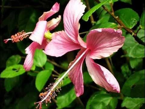 fannchant
